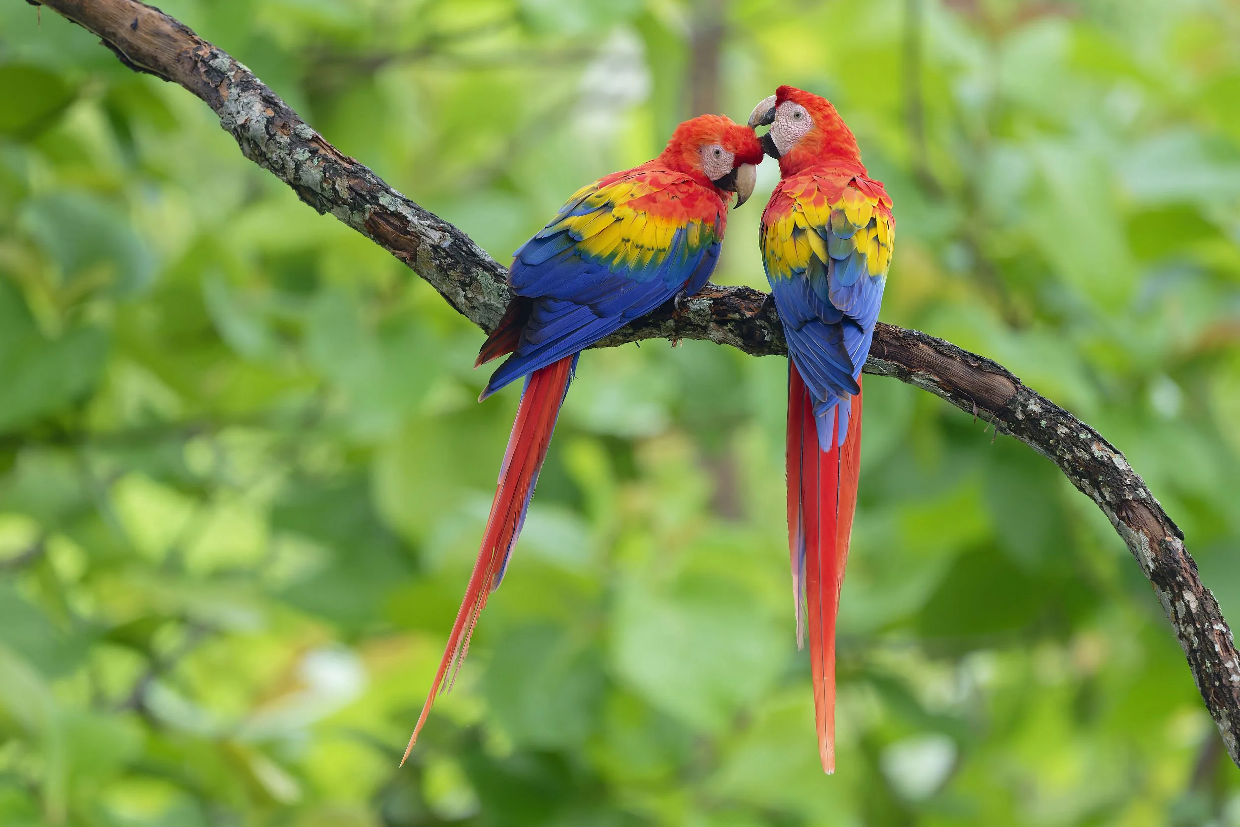 _DSC1070scarlet macaw2long tailed sliky flycatcher.jpg