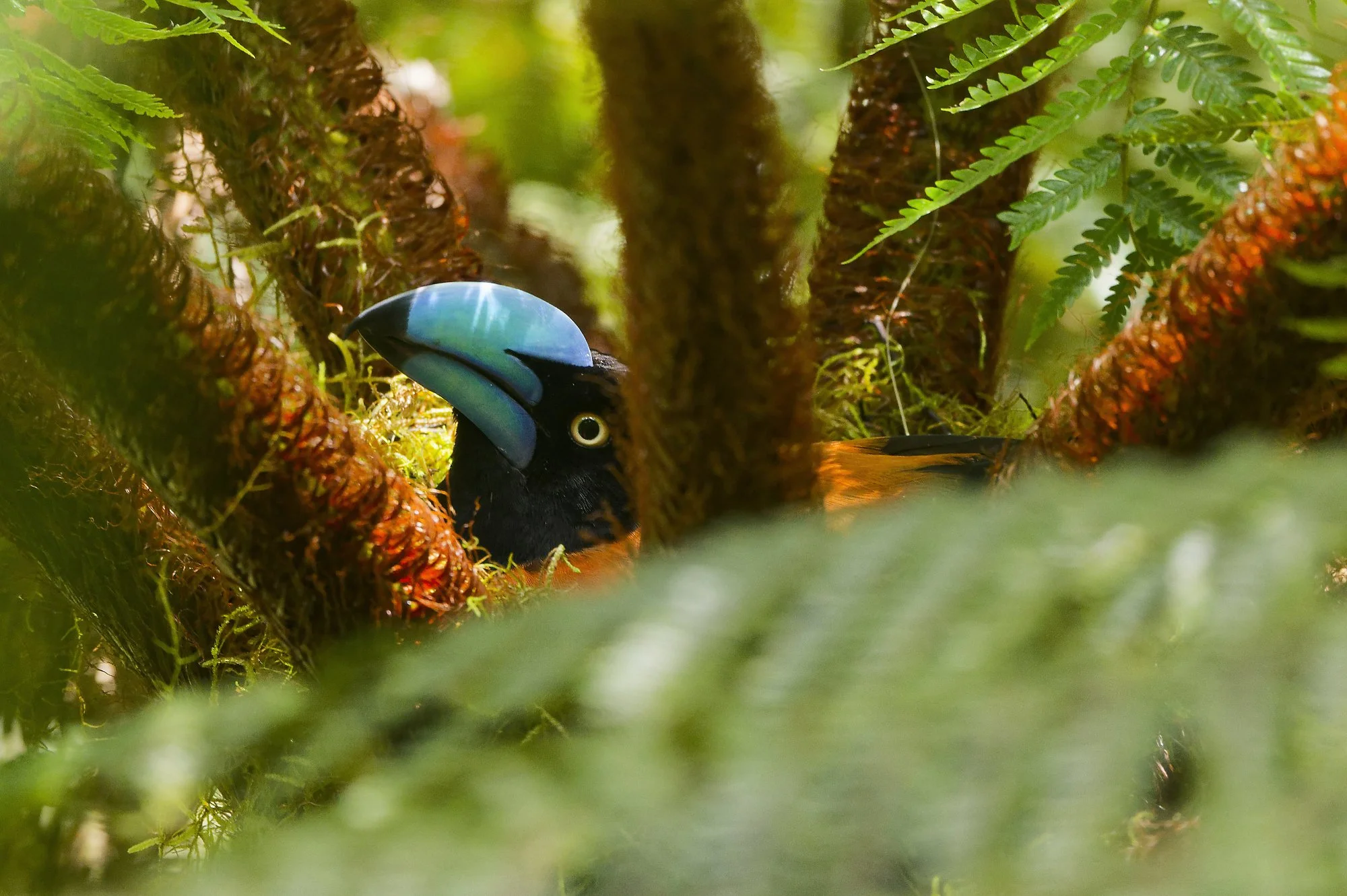 _DSC2314vblue billed vangapalebilled woodpecsker.jpg