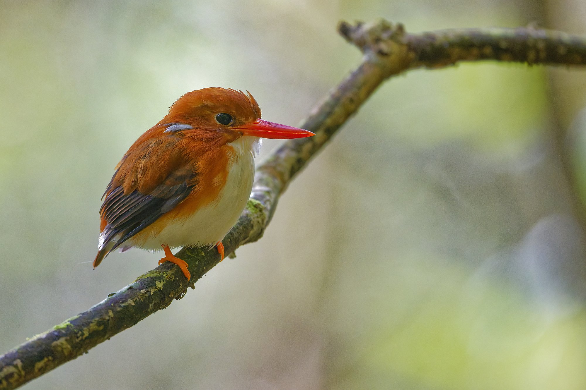 _DSC3212forest kingfisher5palebilled woodpecsker.jpg