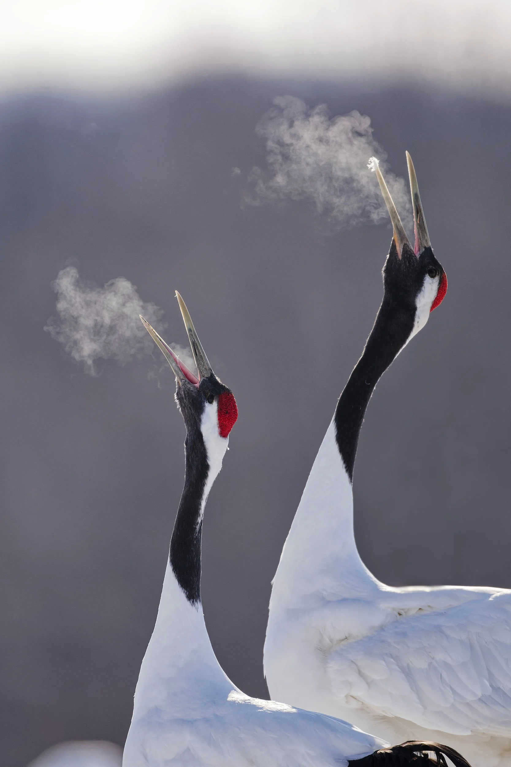 _DSC8322red crowned crane8_01.jpg