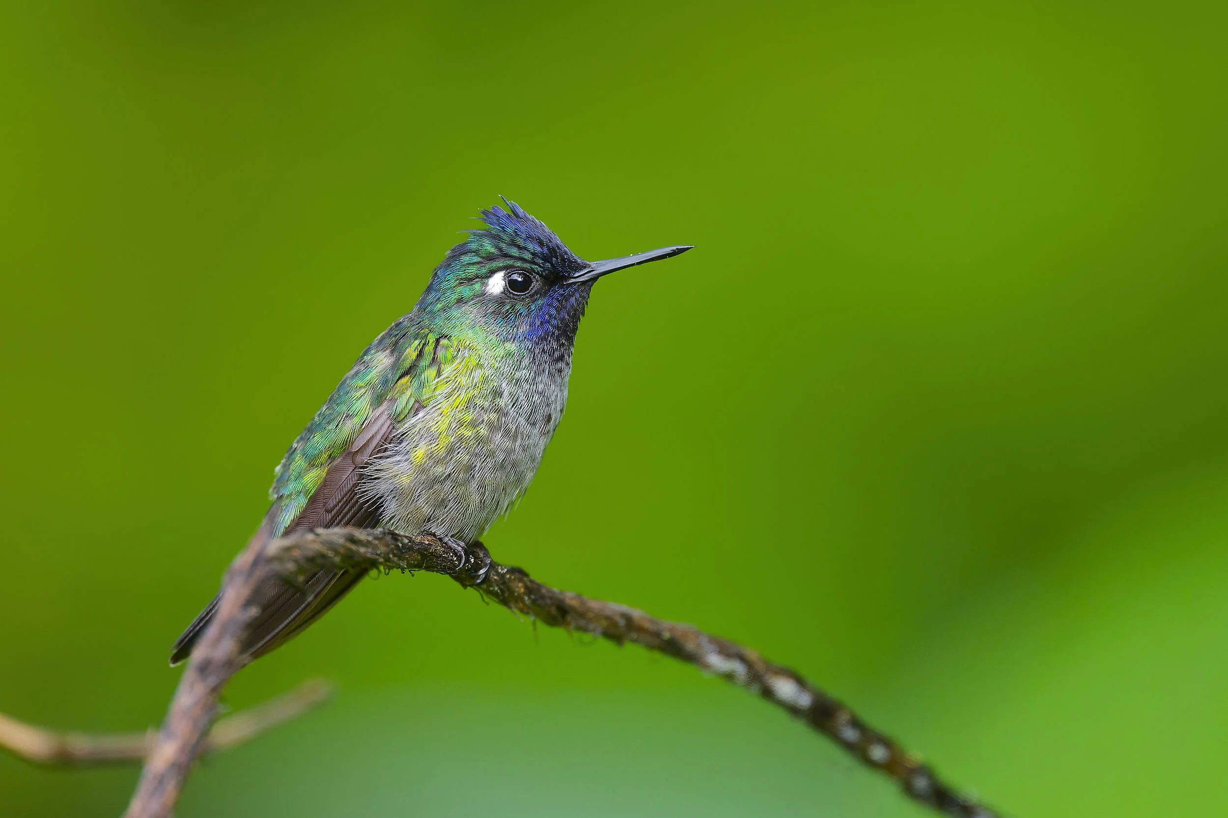 _DSC8161violet headed hummingbirdlong tailed sliky flycatcher.jpg