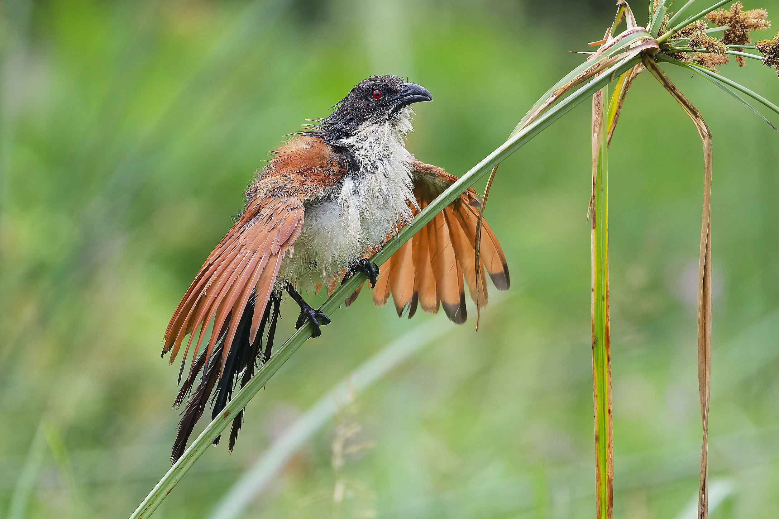 _DSC4336coucallong tailed sliky flycatcher.jpg