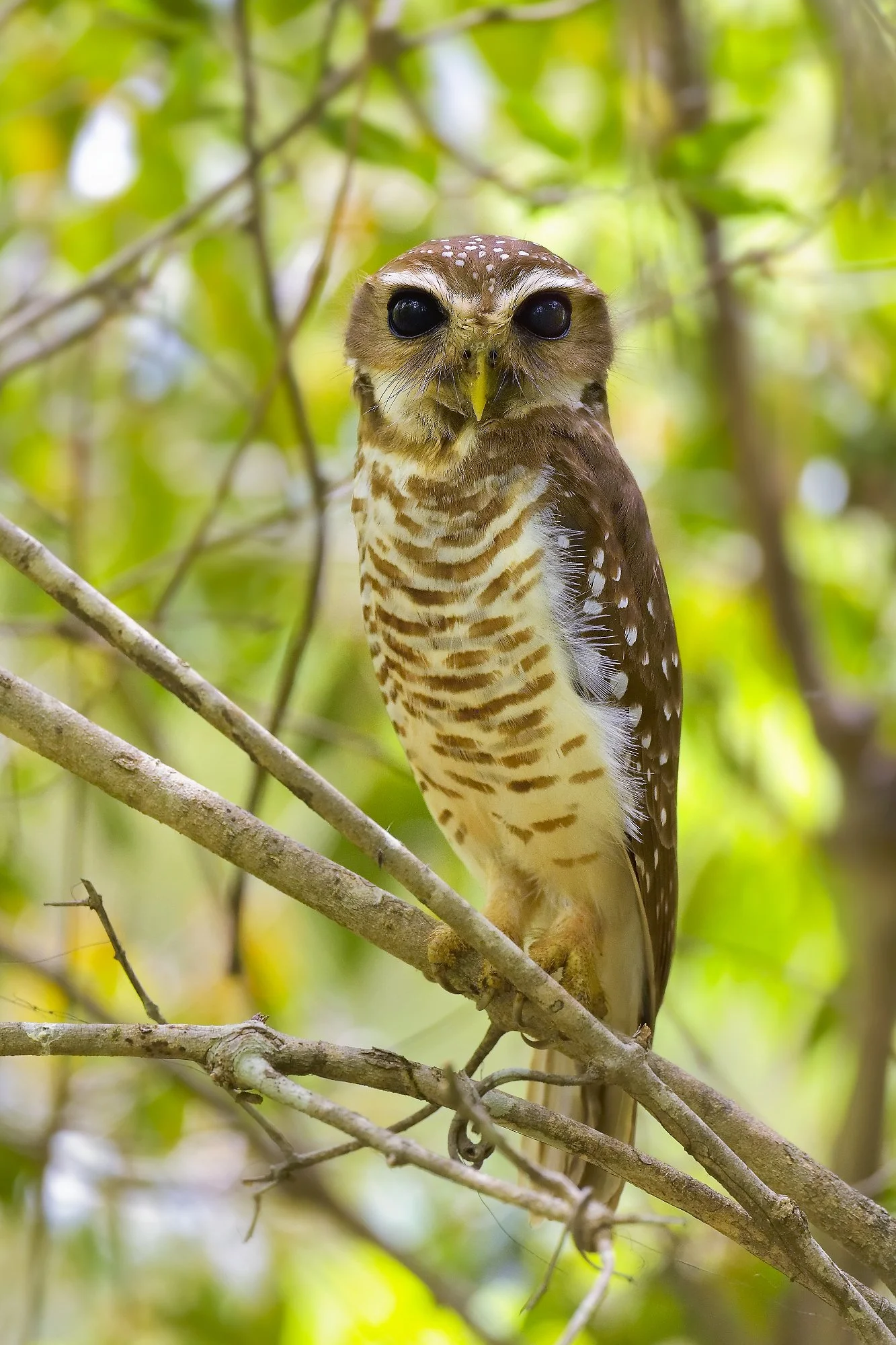 white browed owl 2palebilled woodpecsker.jpg