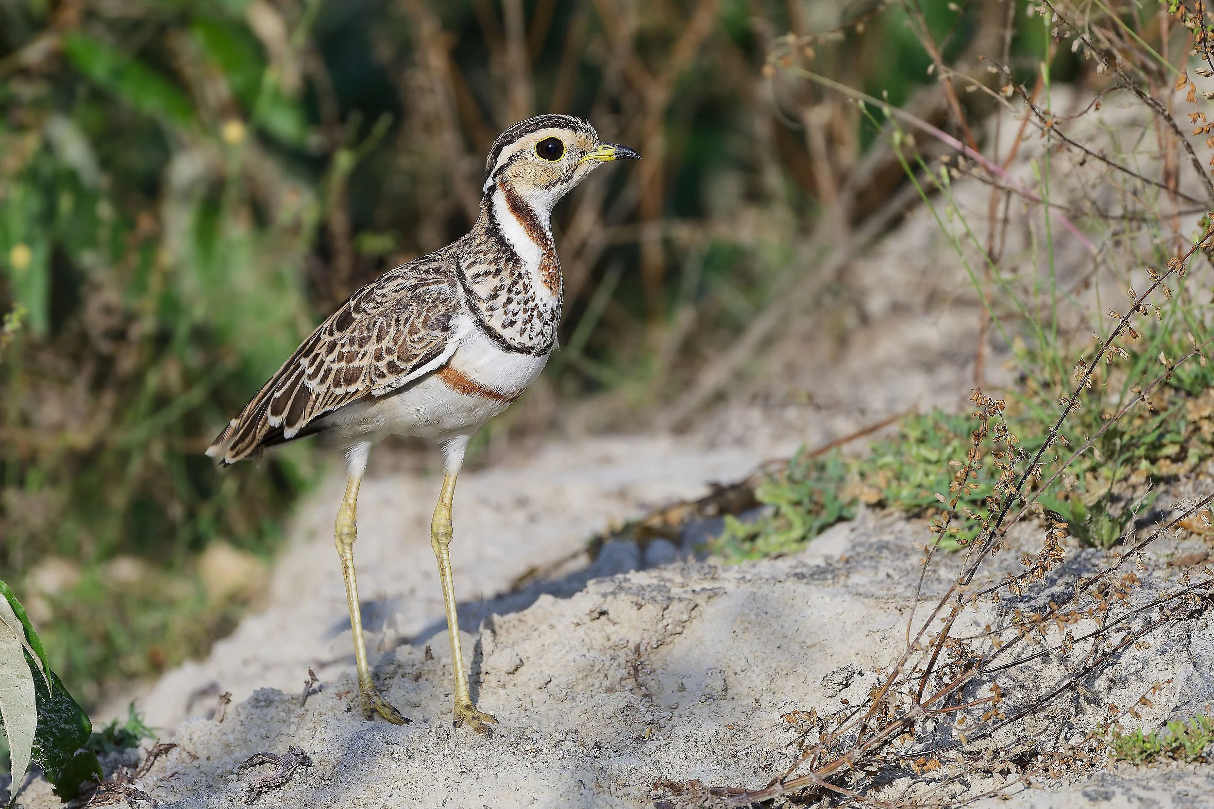 _DSC0294courserlong tailed sliky flycatchercurser.jpg