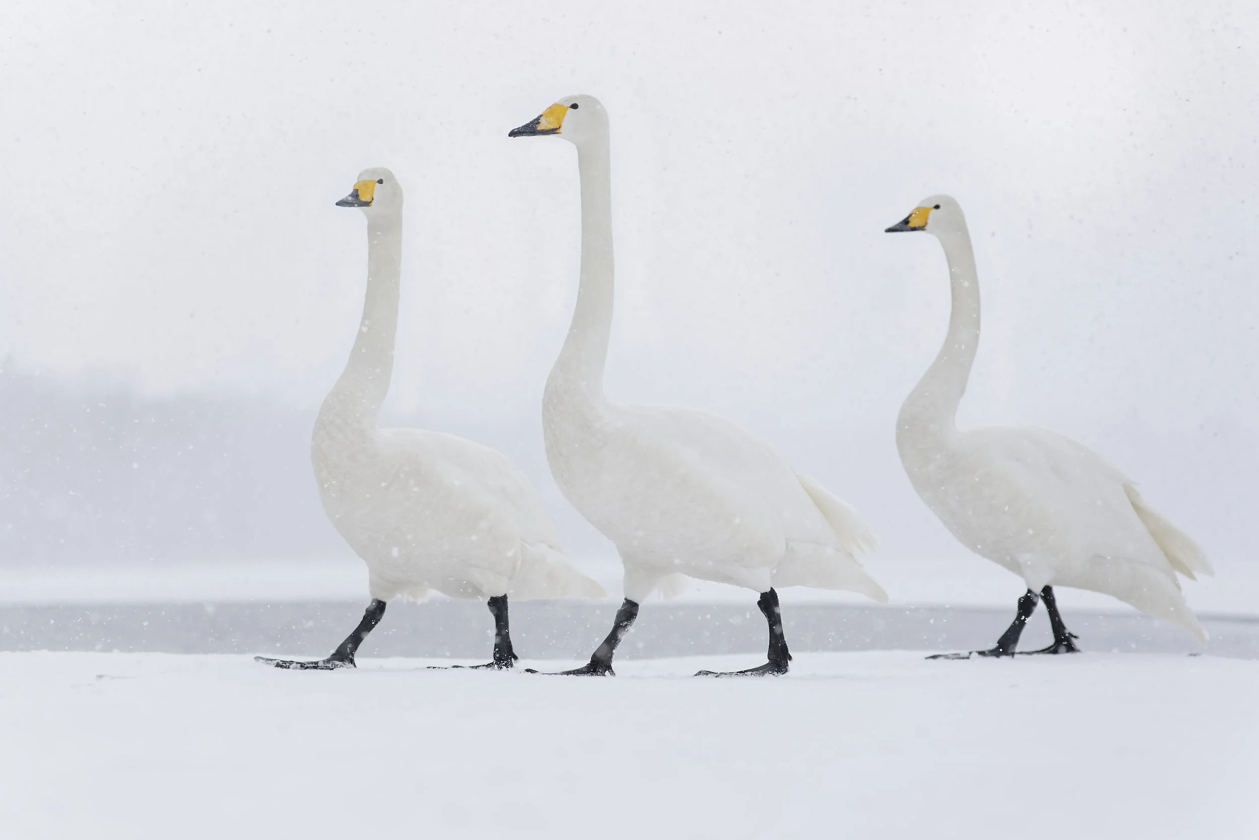 _DSC9160whooper swan4.jpg