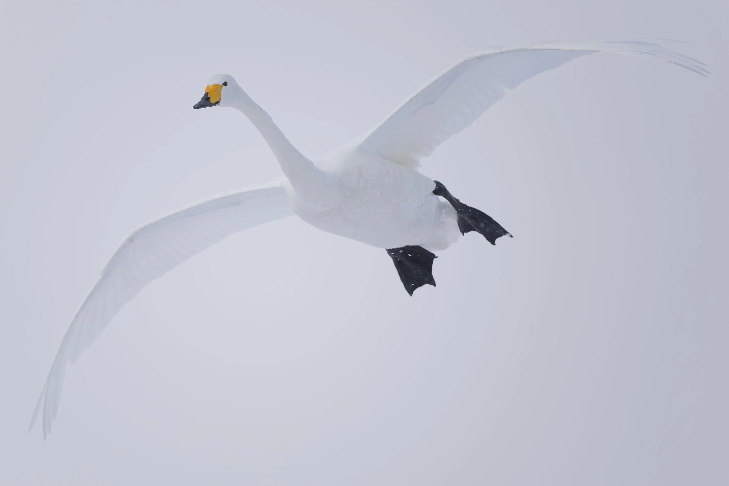 _DSC9349whooper swan flying2_01.jpg