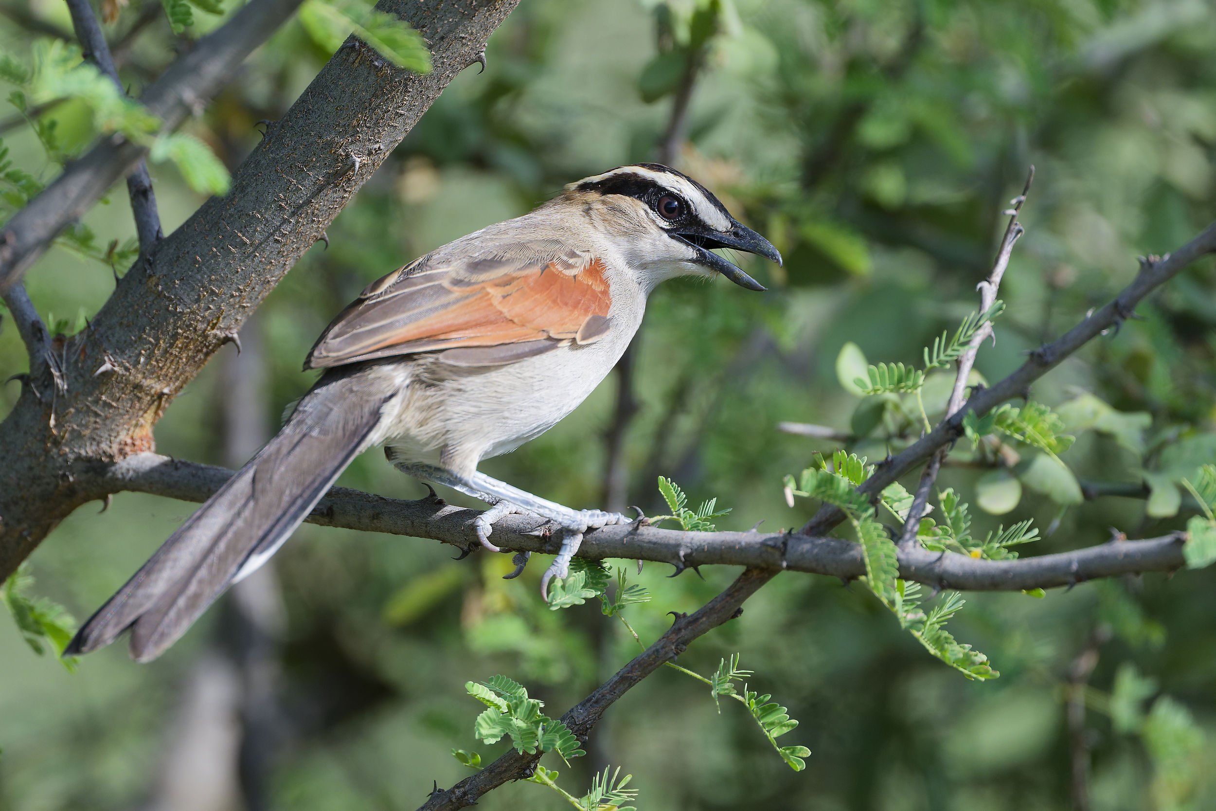 _DSC5122black crowned tchagralong tailed sliky flycatcher.jpg