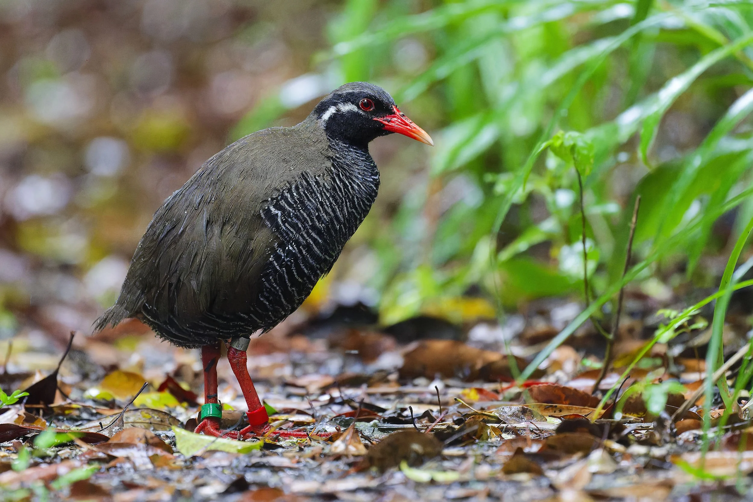_DSC9637okinawa rail _01.jpg