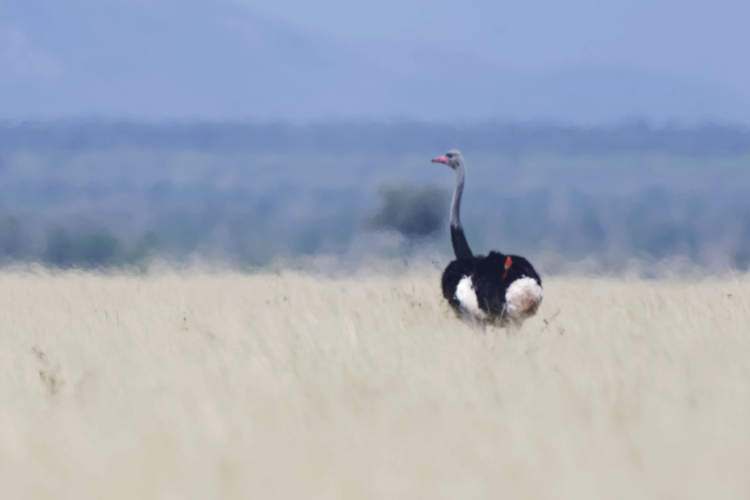 _DSC4258somali ostrichlong tailed sliky flycatcher.jpg