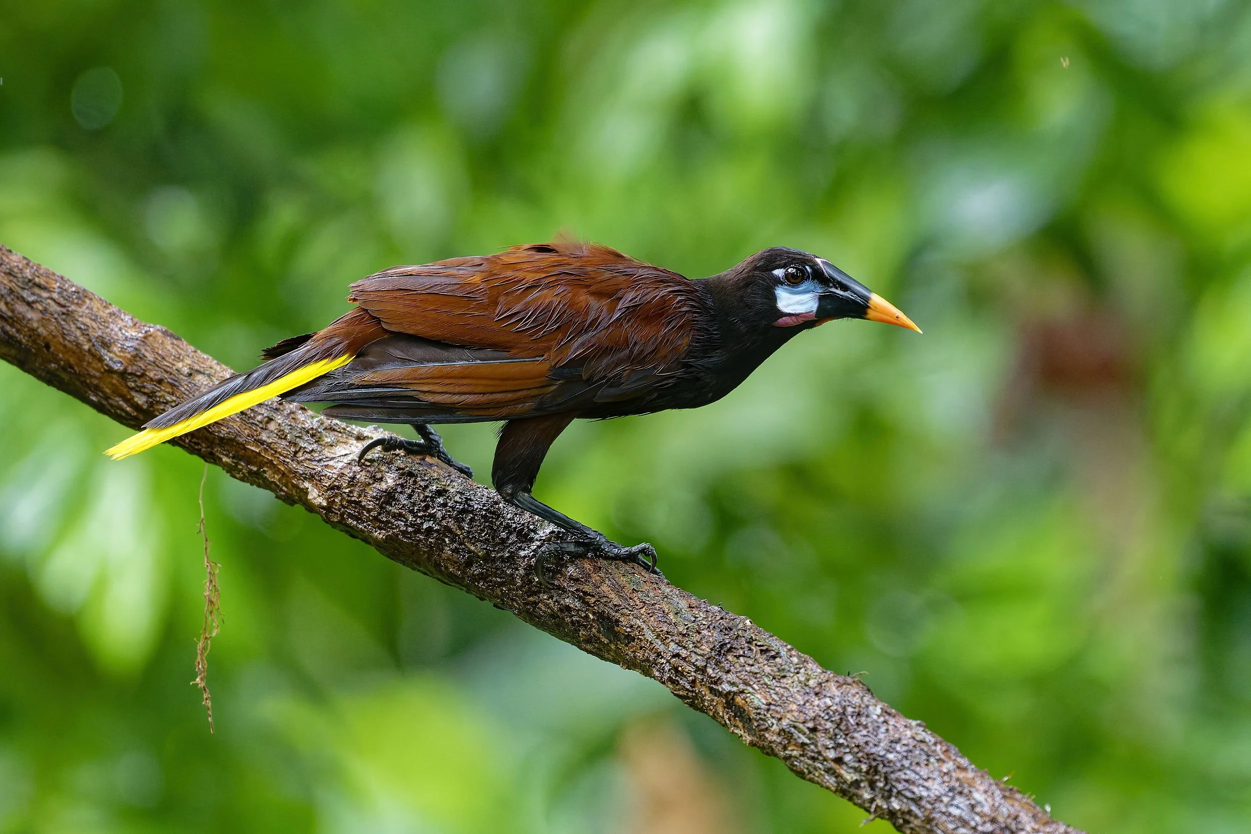 _DSC3833oropendolalong tailed sliky flycatcher.jpg