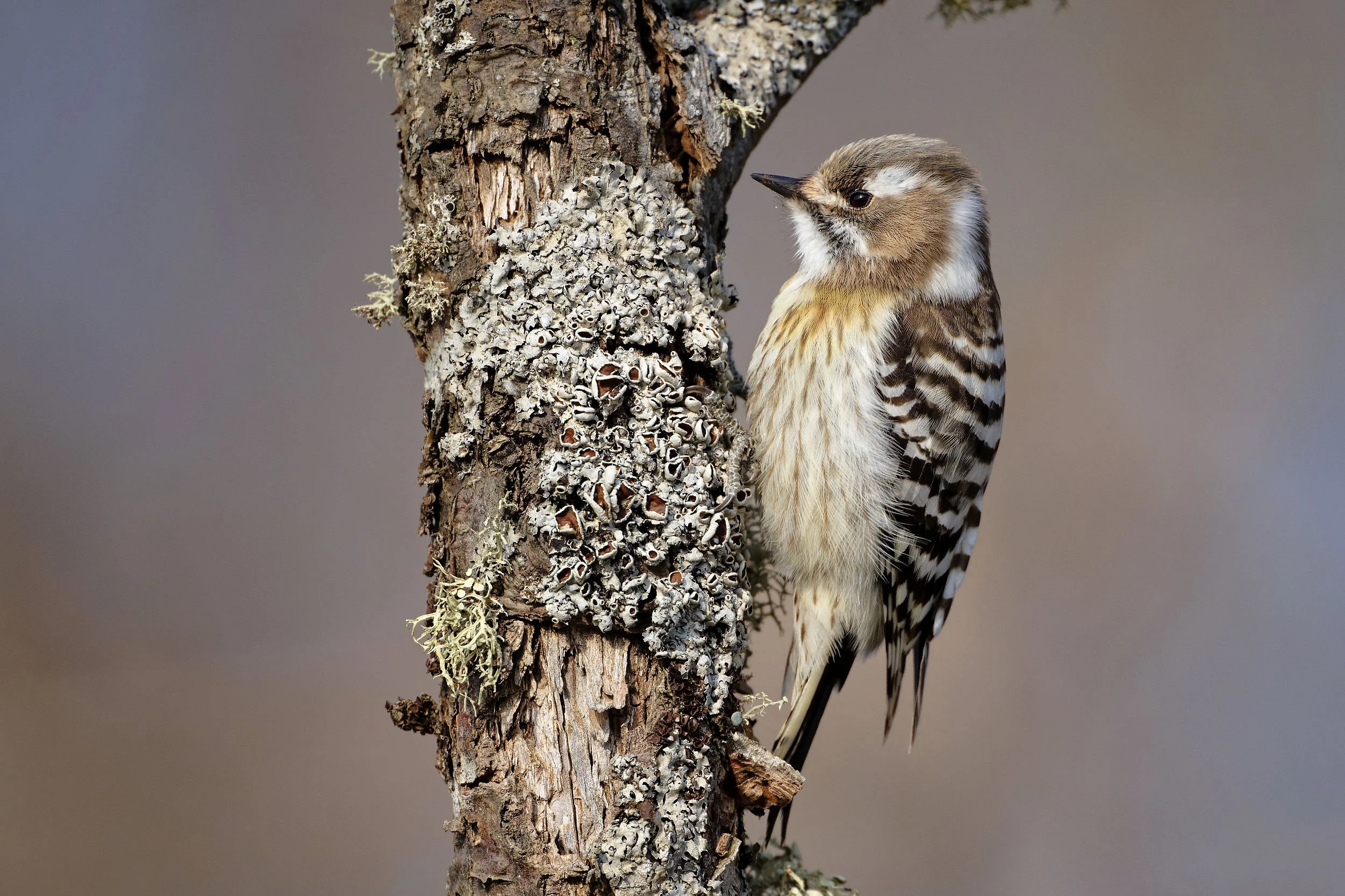 _DSC5173japanese pygmy woodpecker2_01.jpg
