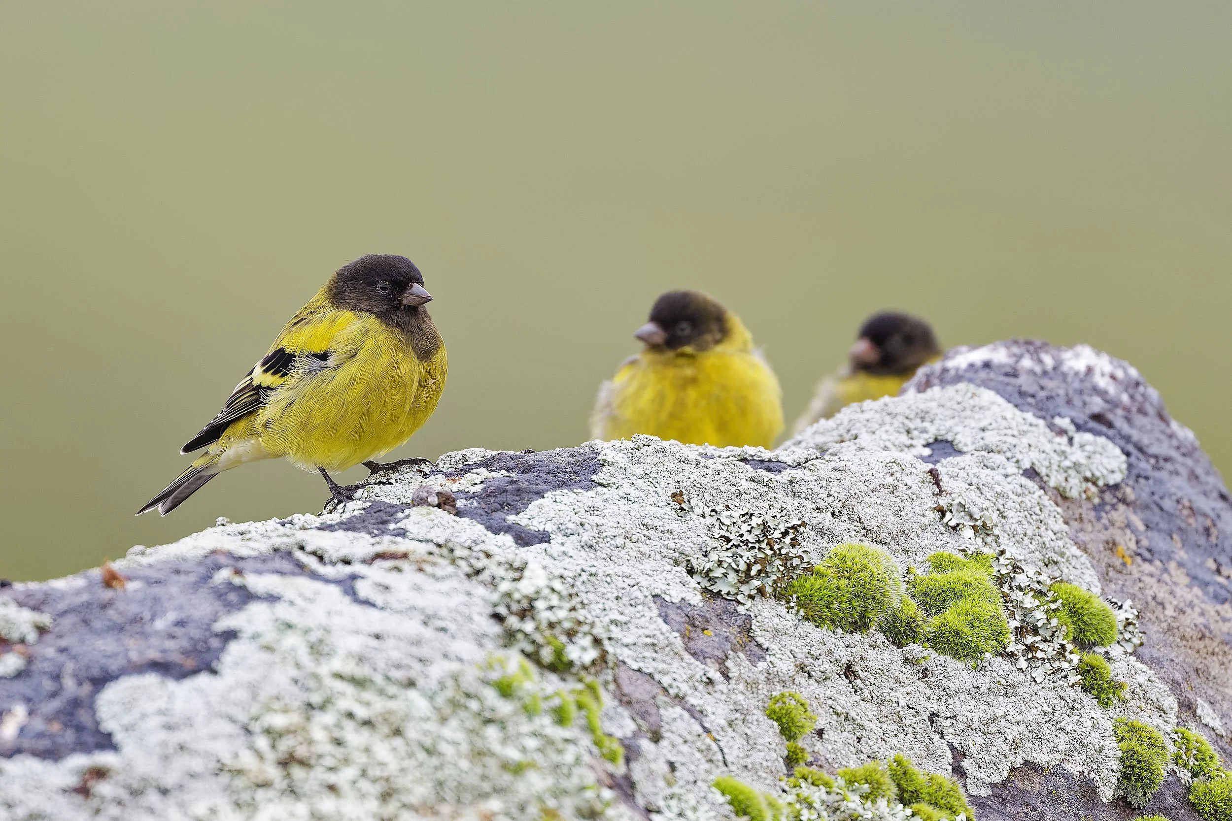 _DSC5567siskinlong tailed sliky flycatcher.jpg