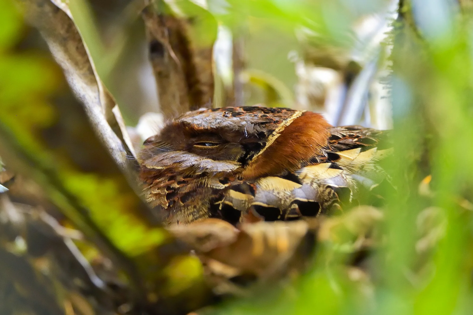 colared nightjarpalebilled woodpecsker.jpg