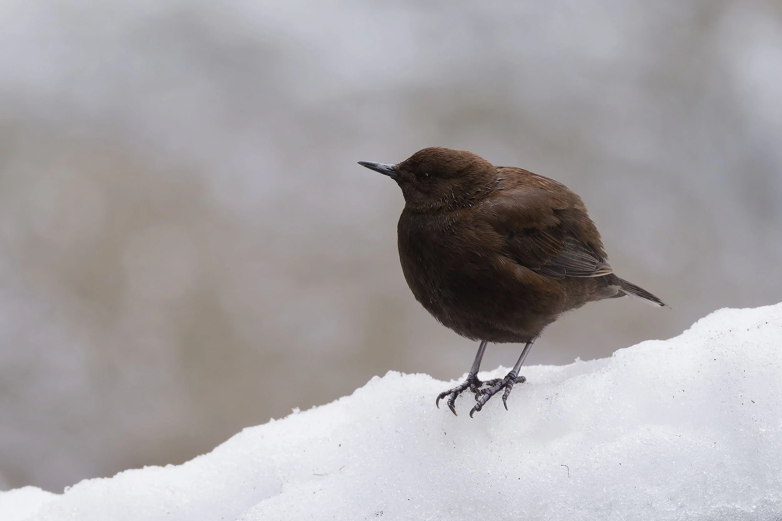 _DSC9121brown dipper 2.jpg