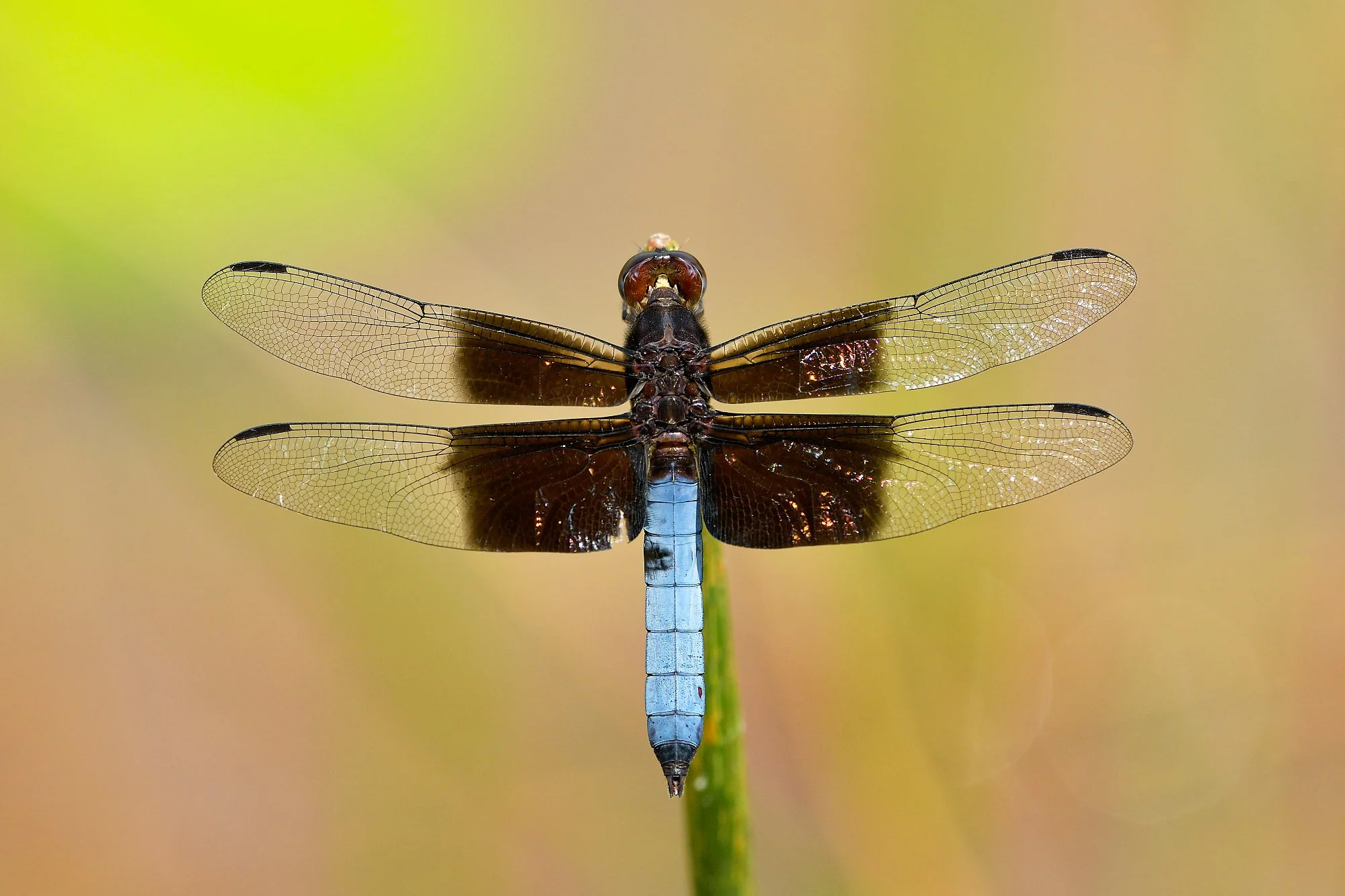 dragonflies sphdpalebilled woodpecsker.jpg