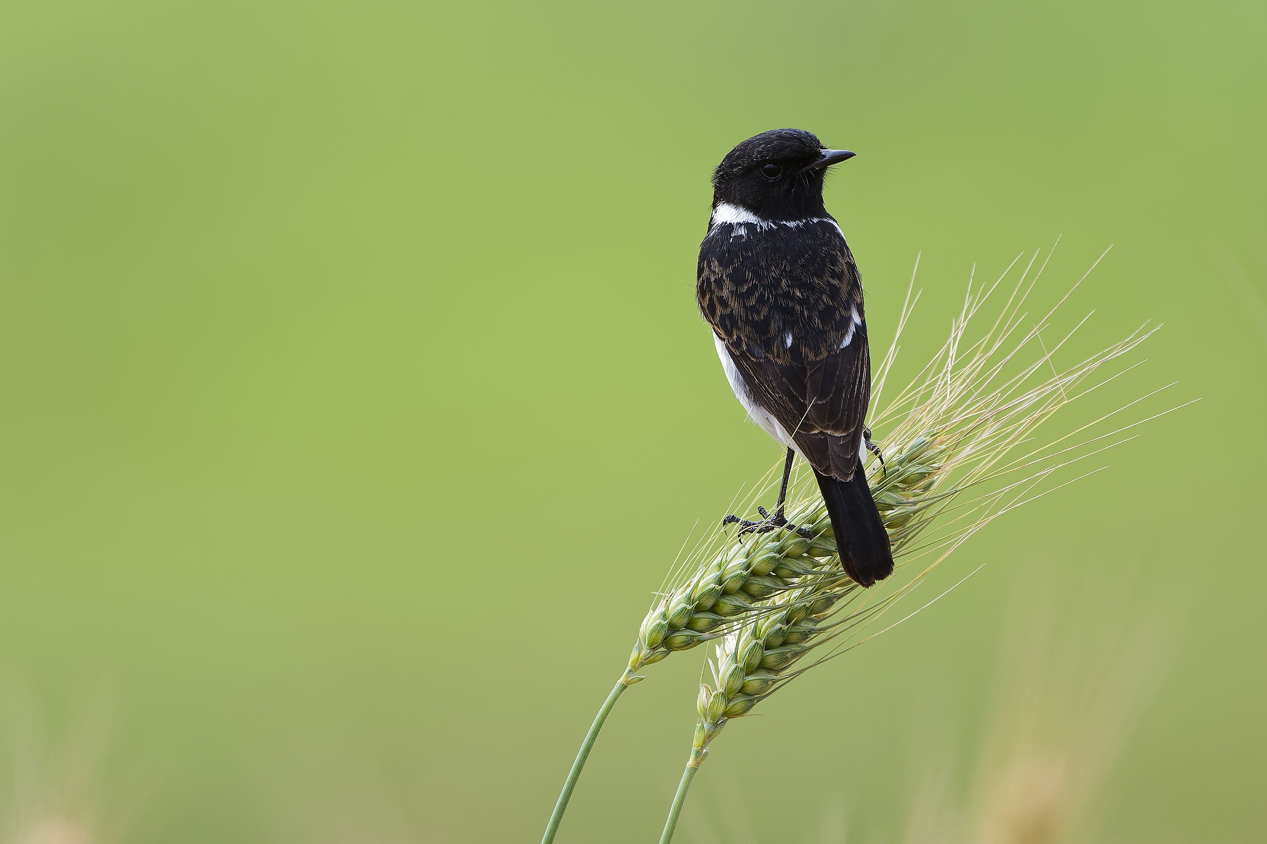 _DSC4464african stonechatlong tailed sliky flycatcher.jpg