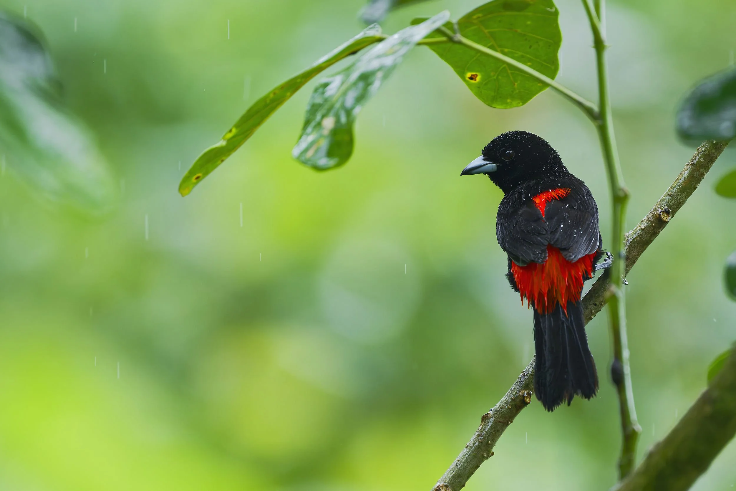 _DSC3465crimson rumped tanagerlong tailed sliky flycatcher.jpg