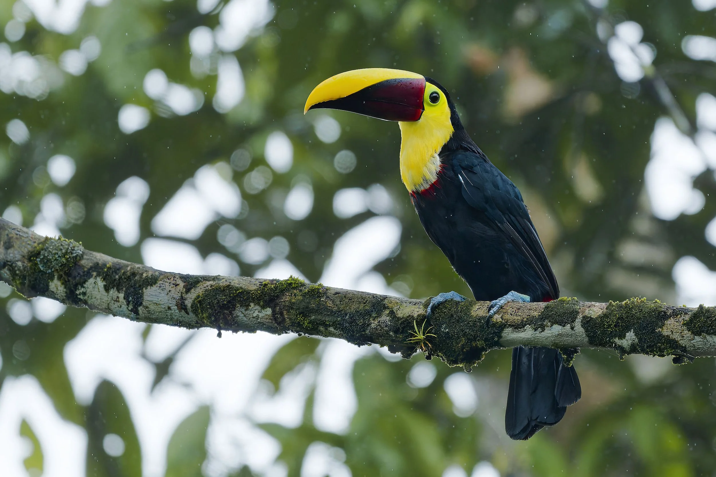_DSC3571yellow throated toucan2long tailed sliky flycatcher.jpg