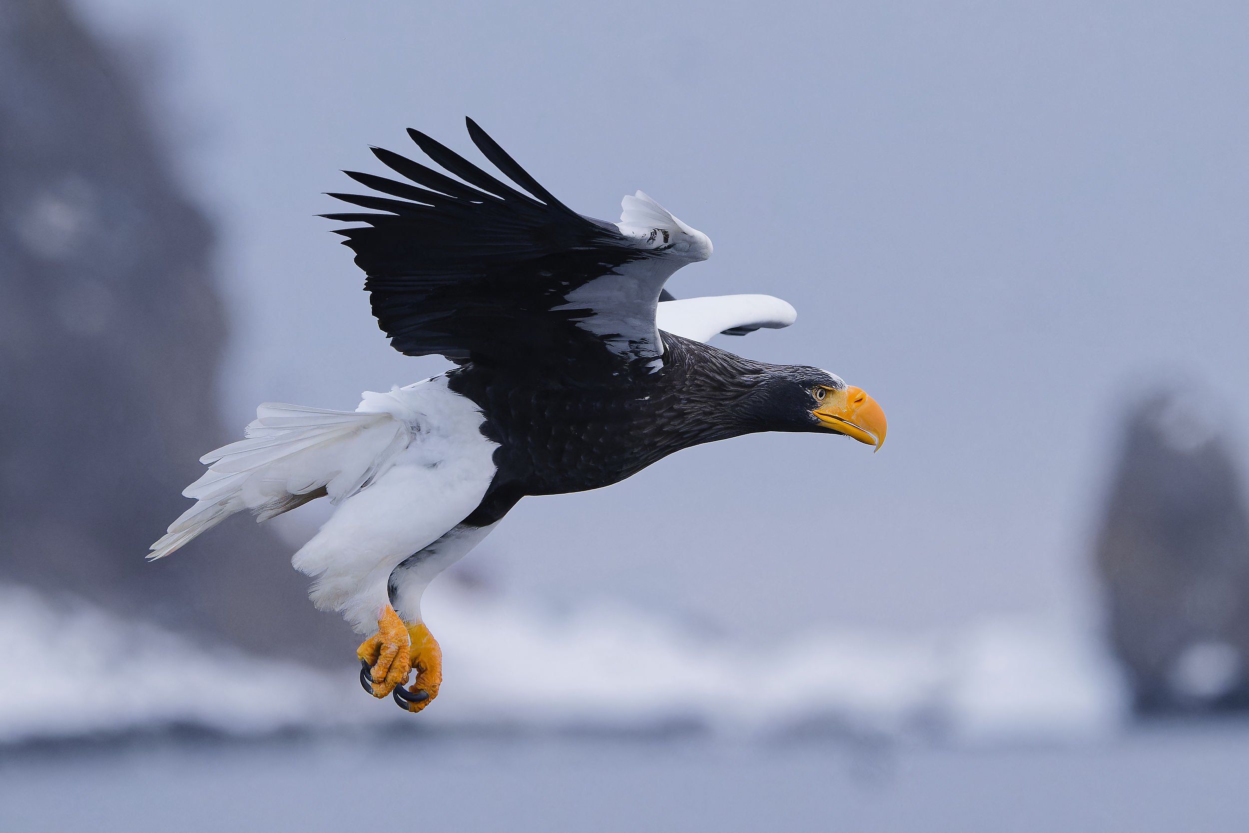 _DSC0066steller's sea eagle.jpg