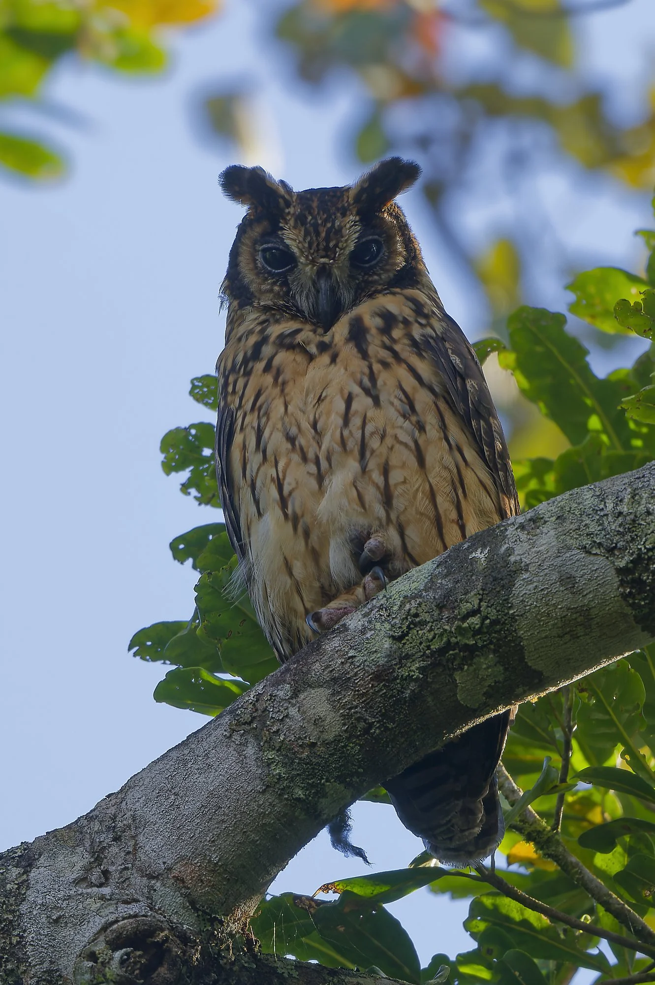 _DSC3984mada long eared owlpalebilled woodpecsker.jpg