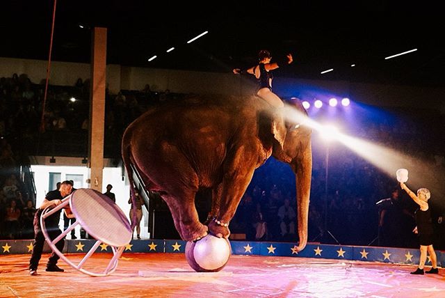 Took the boys to the circus yesterday! 
I got a couple tickets from the lady that did my hair! ( thank you !) It was my first time and I loved every moment of it. #loomisbrotherscircus did an awesome job 💛 
My favorite was this moment, I really thou