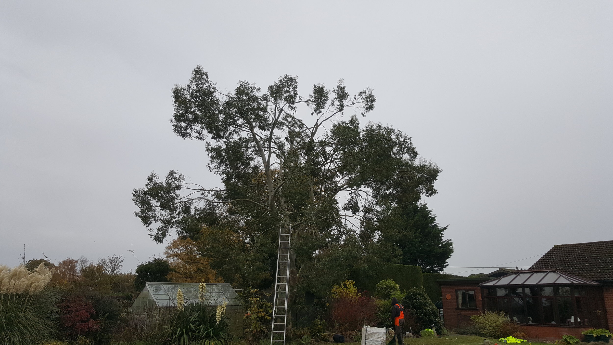 Tree work lowerstoft