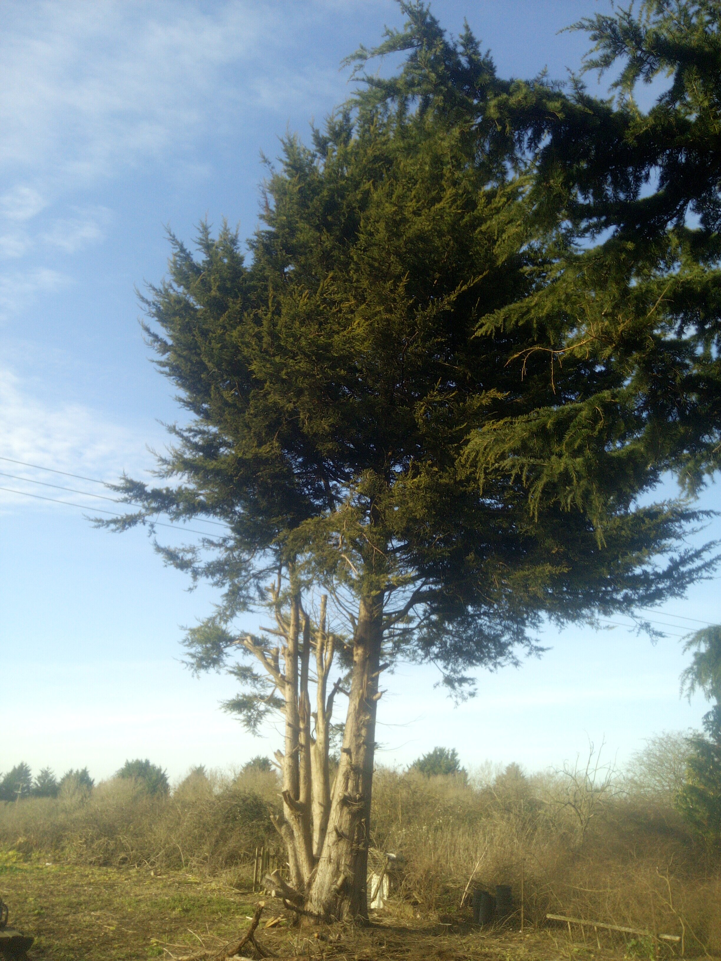 Tree work bungay