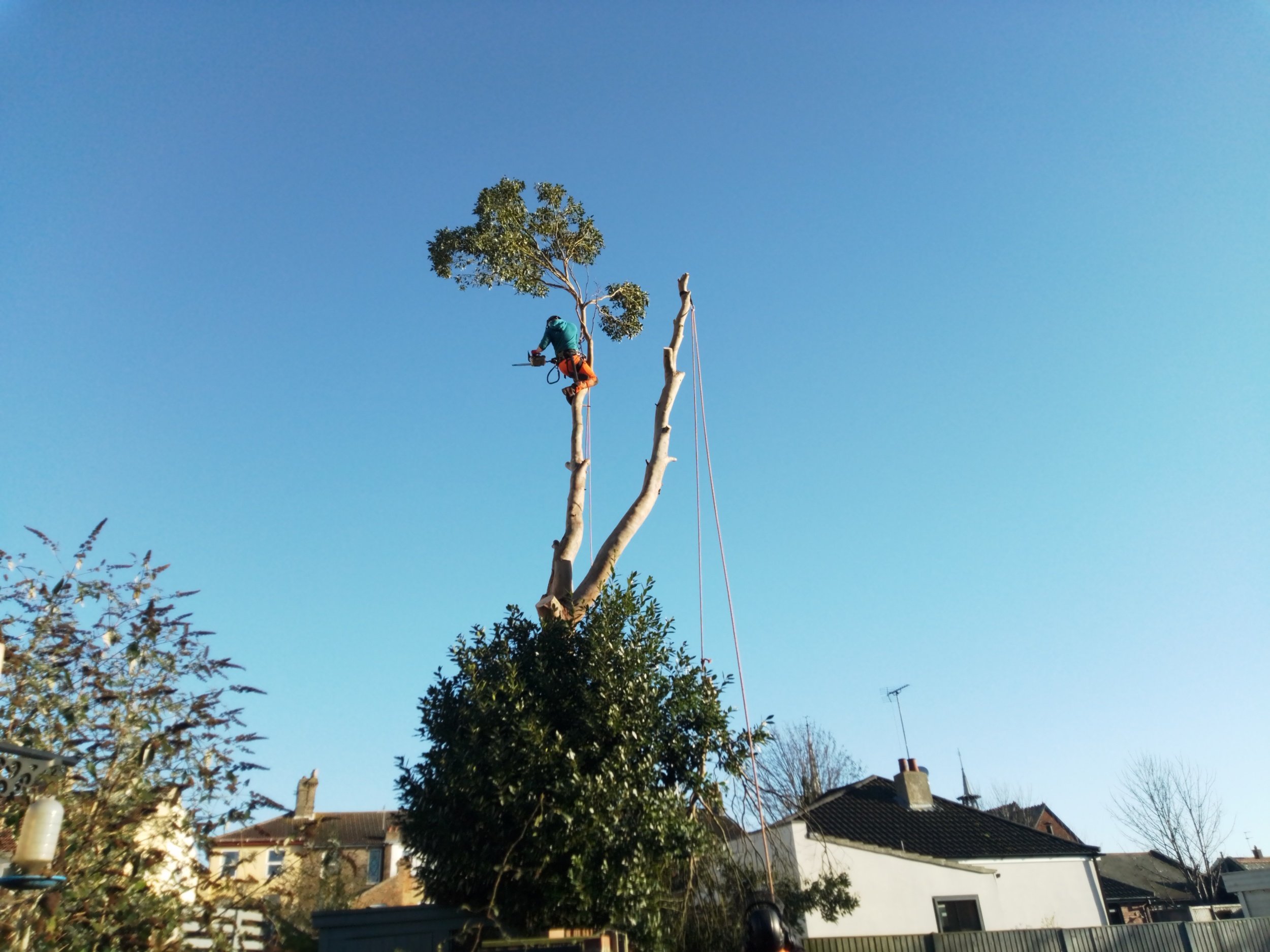Tree surgeon bungay beccles and lowerstoft