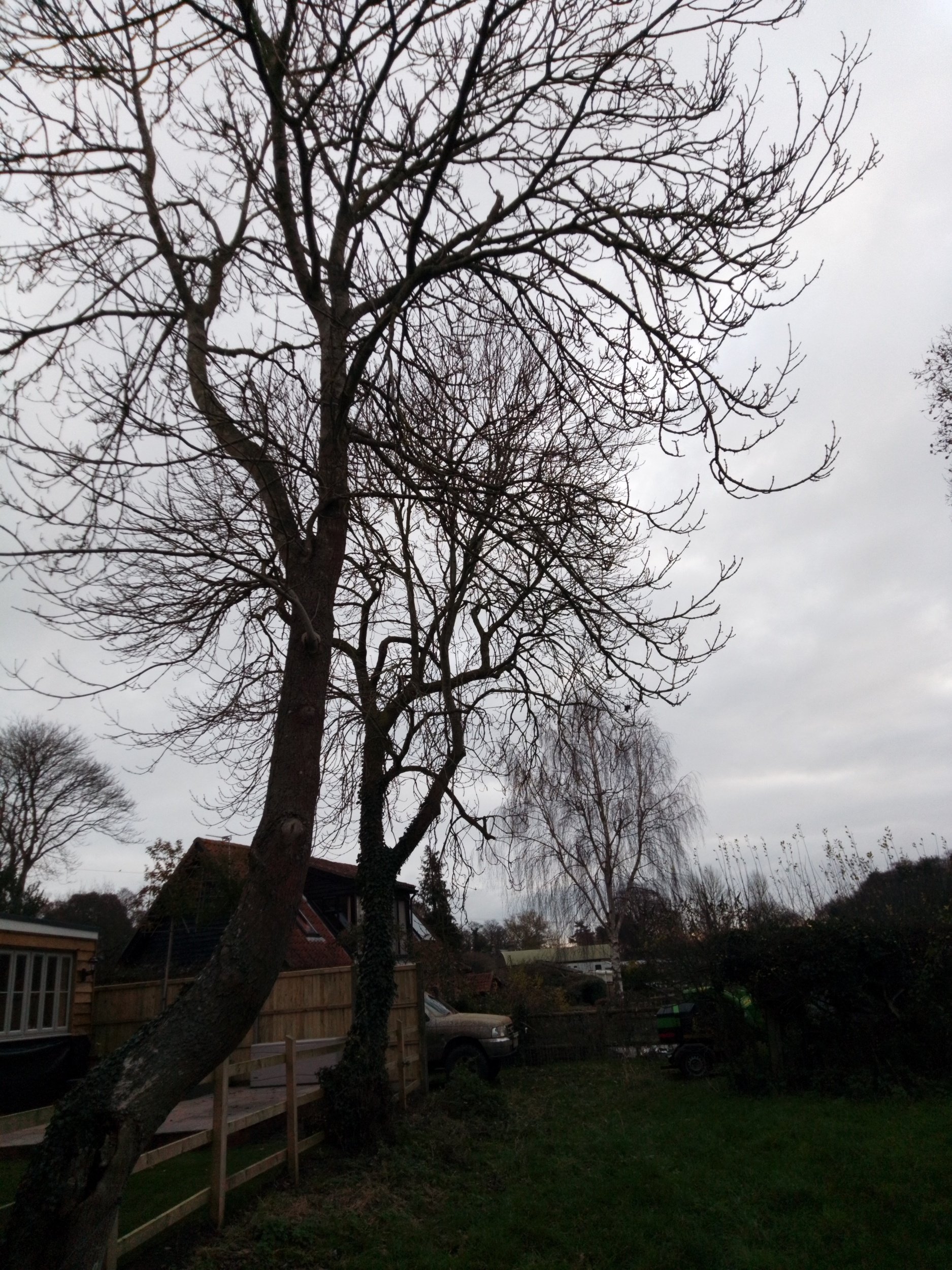 Tree felling beccles