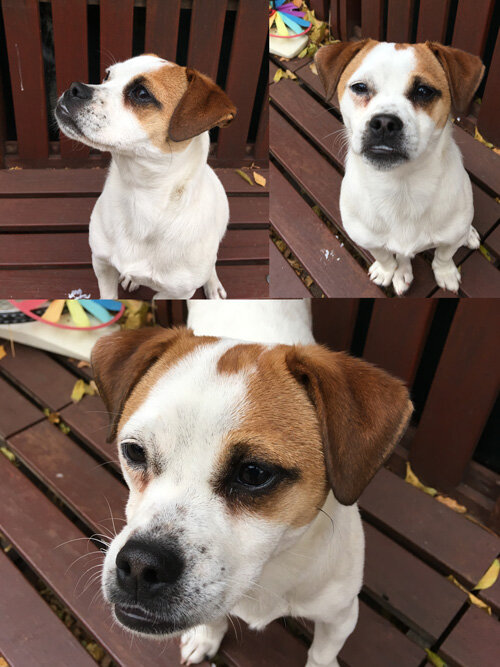Pip-photos.jpg