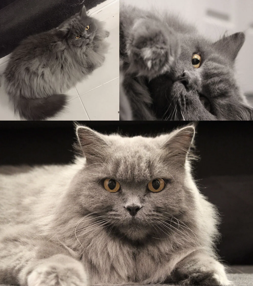 AUDREY-photos.jpg