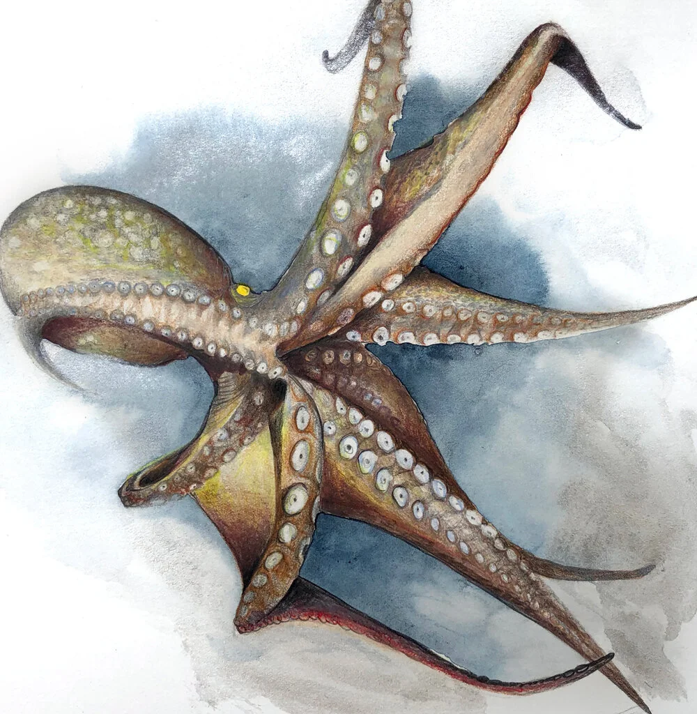 Octopus-close-up.jpg