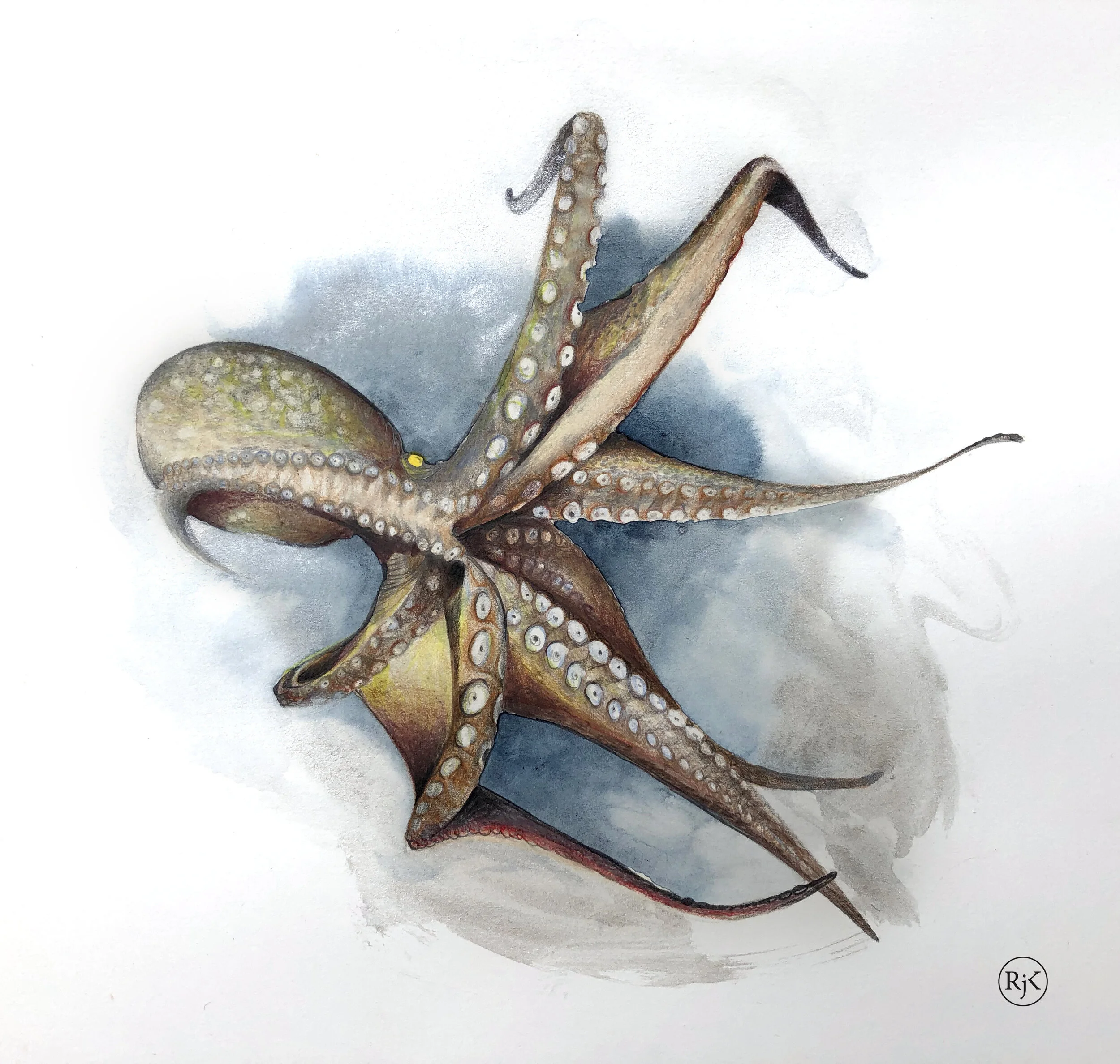 Octopus.jpg