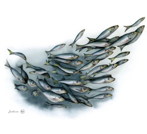 Sardines_thumbnail.jpg