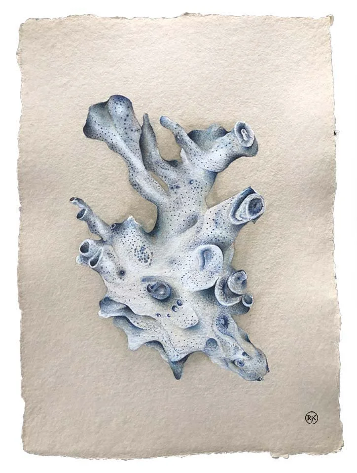 Coral - simple on white.jpg