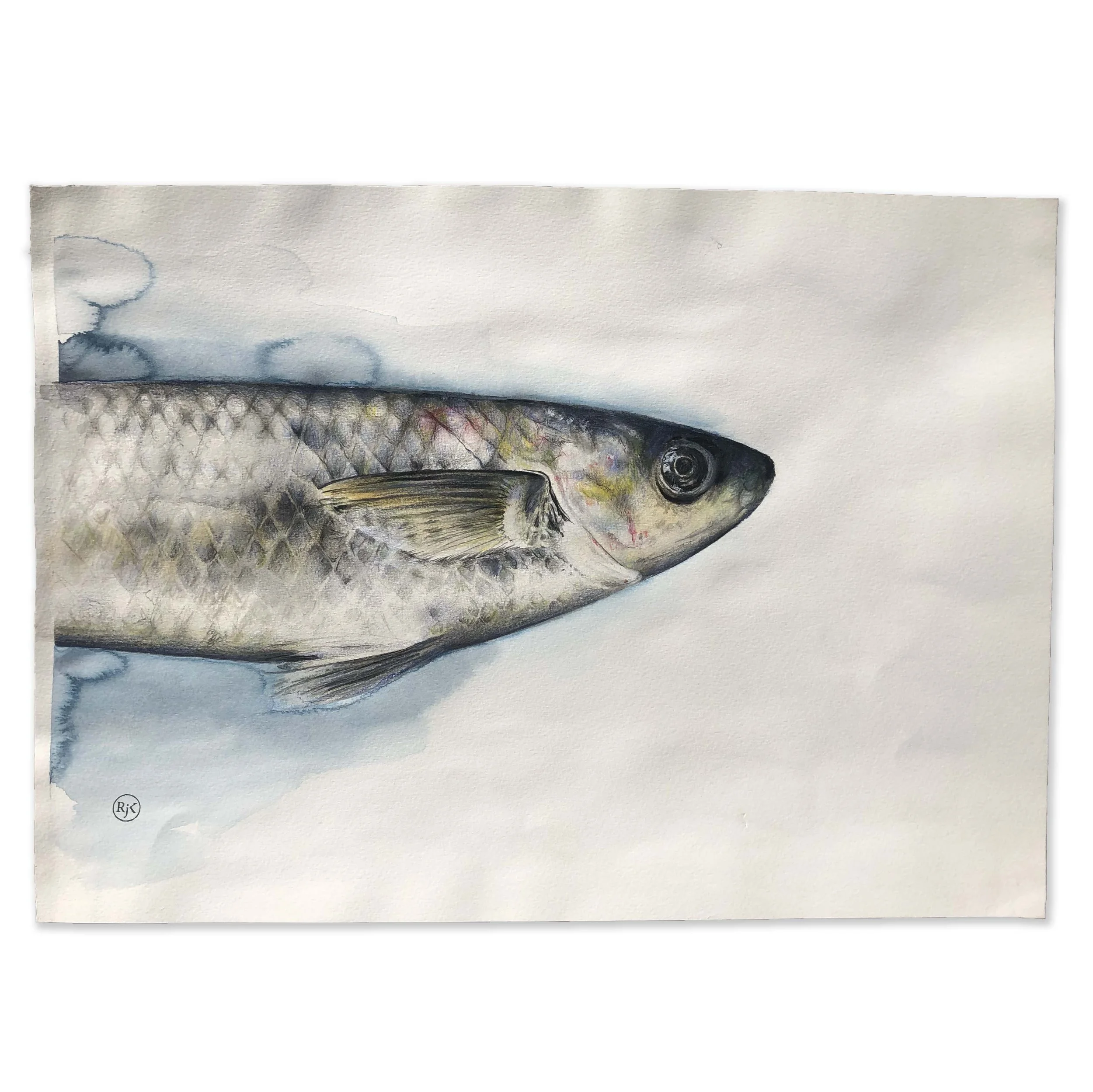 Fish thumbnail.jpg