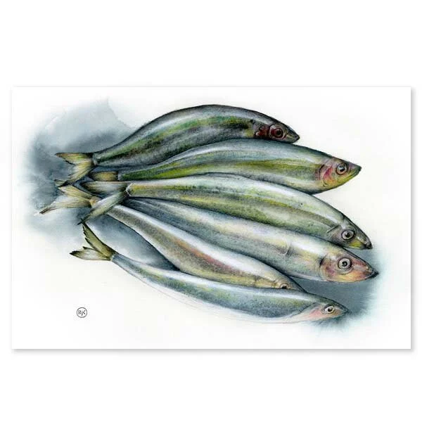 Herring-no-border thumbnail.jpg
