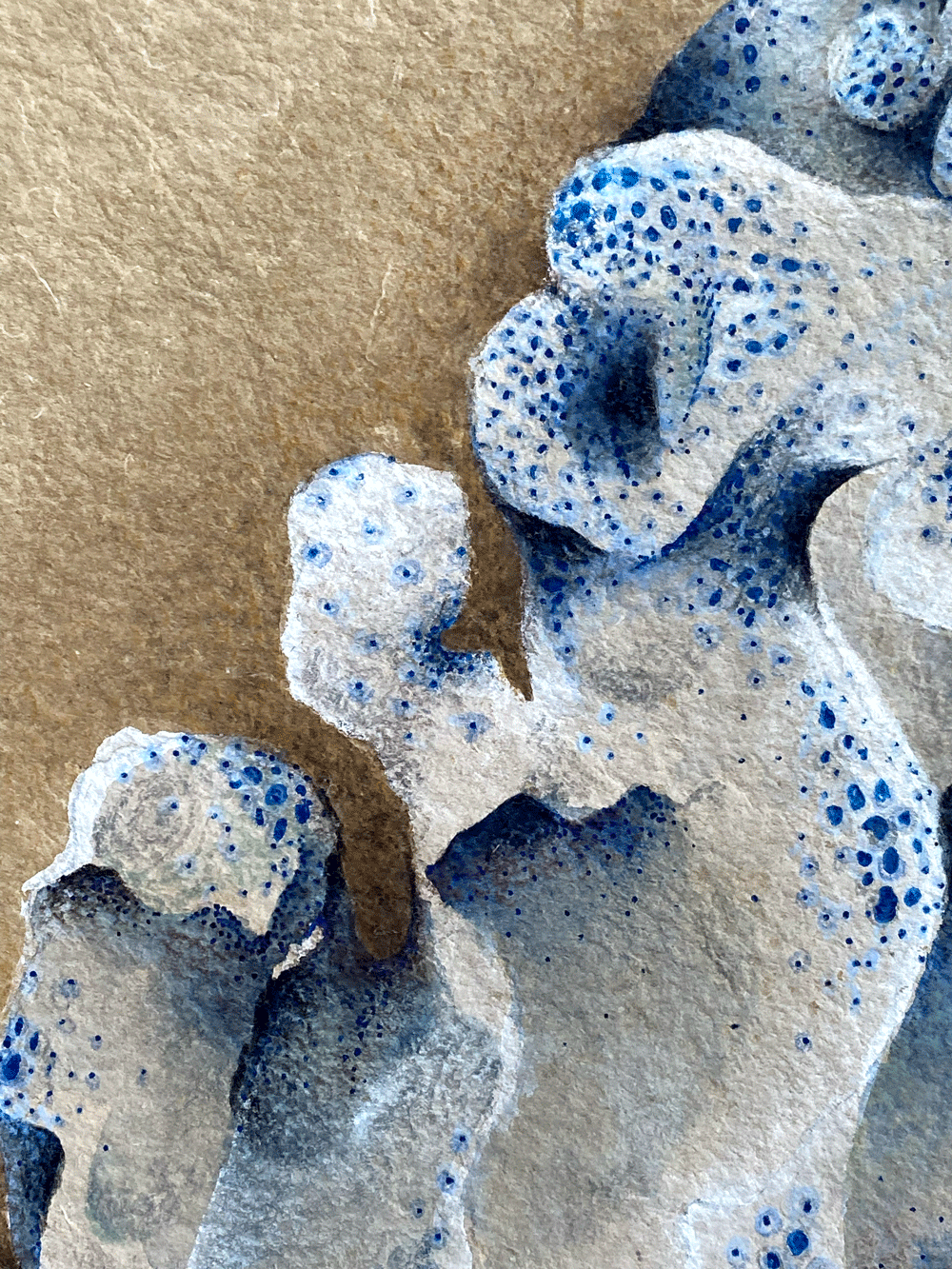 Blue-coral-2-details-2-web.png