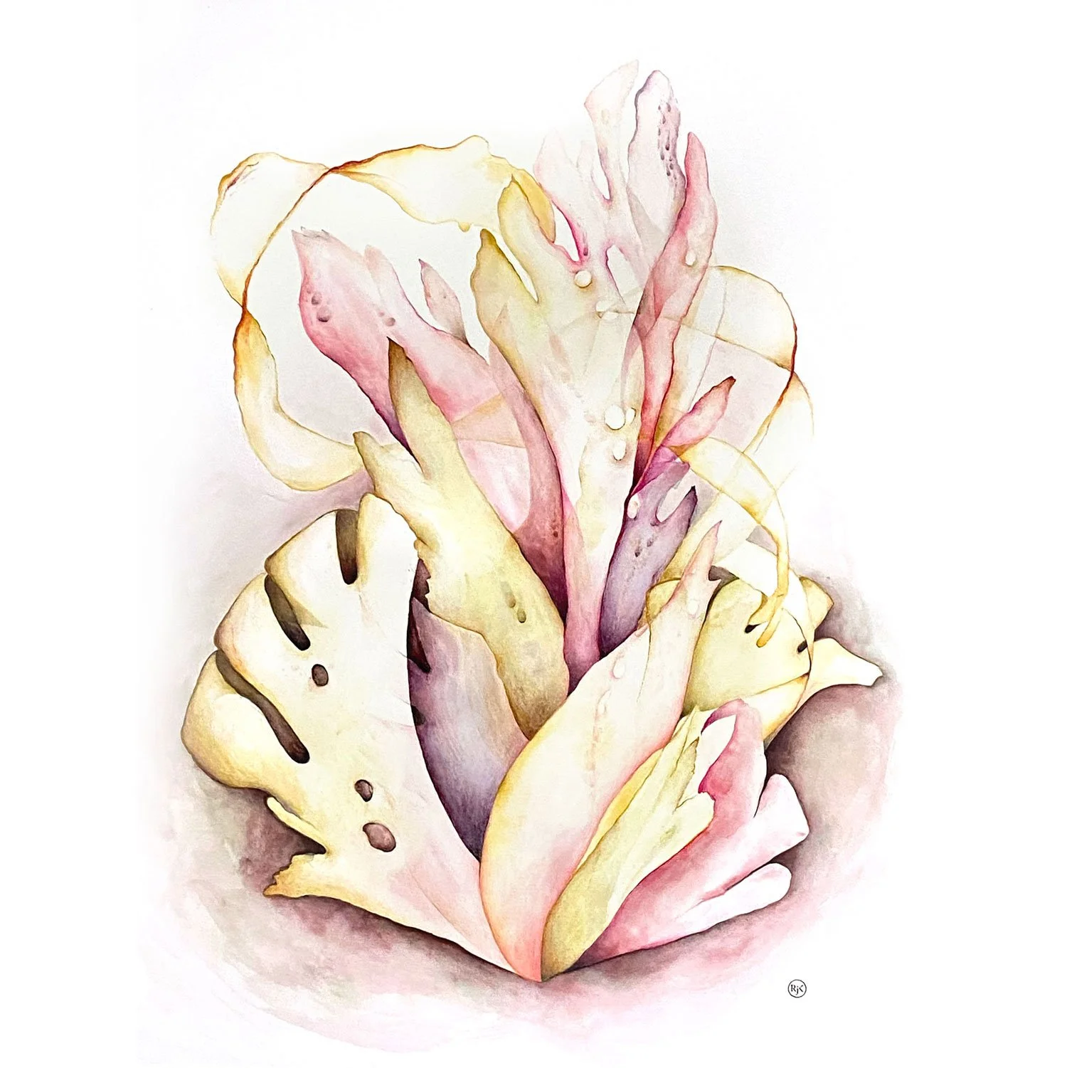pink-seaweed-main-thumbnail.jpg