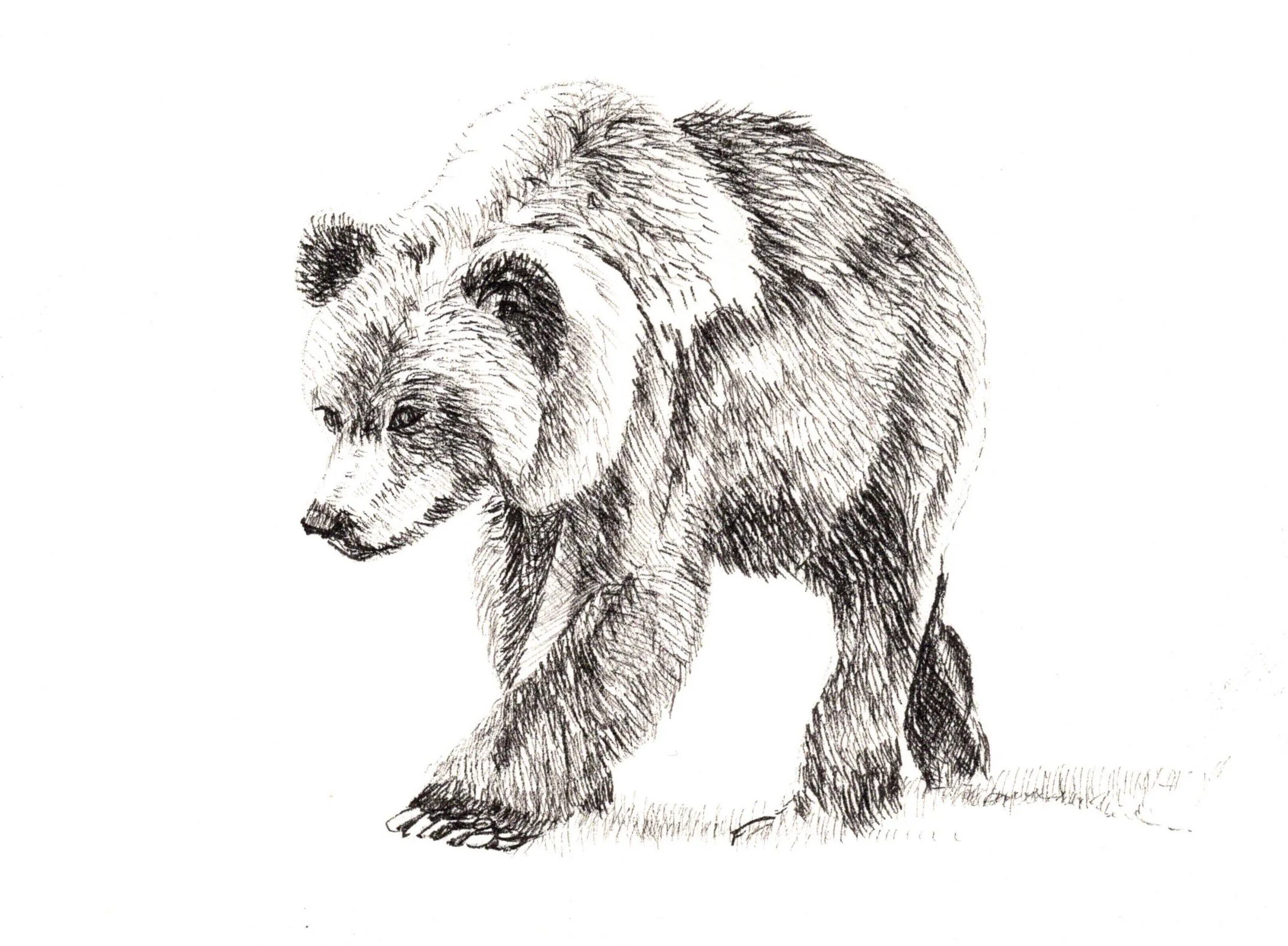 There's a bear in there