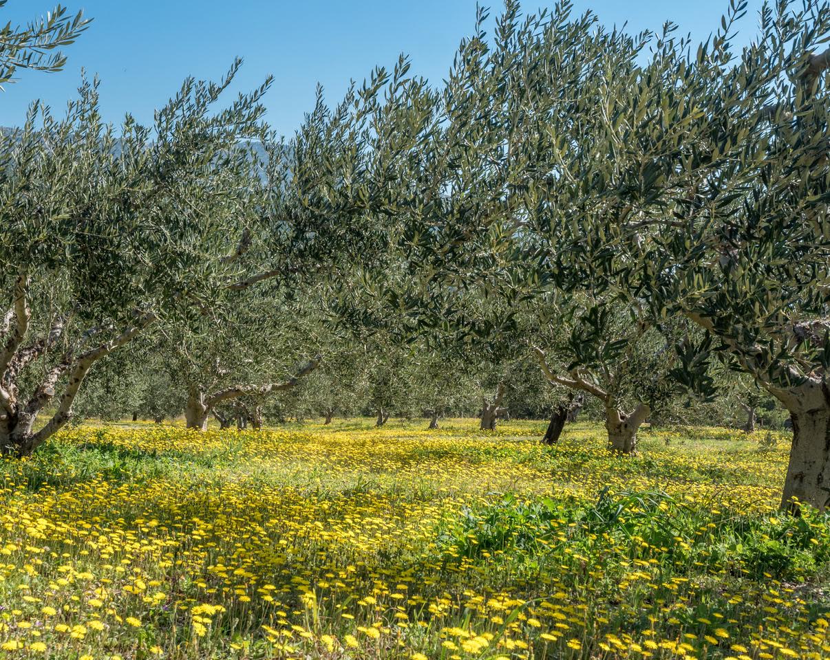 Olive trees in spring.jpg