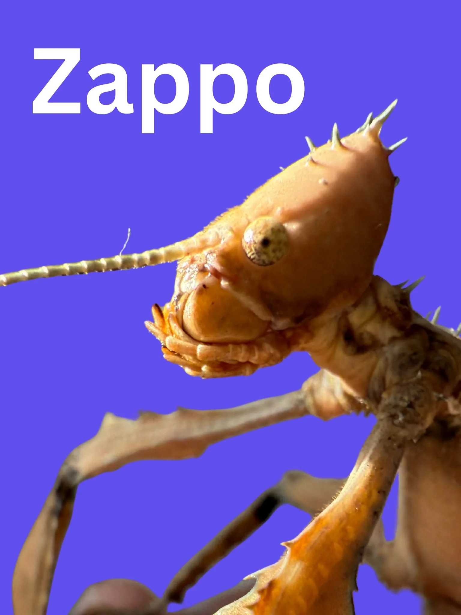 j.jpeg