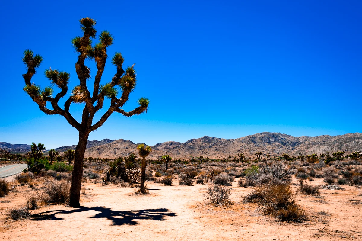 Mojabe Desert