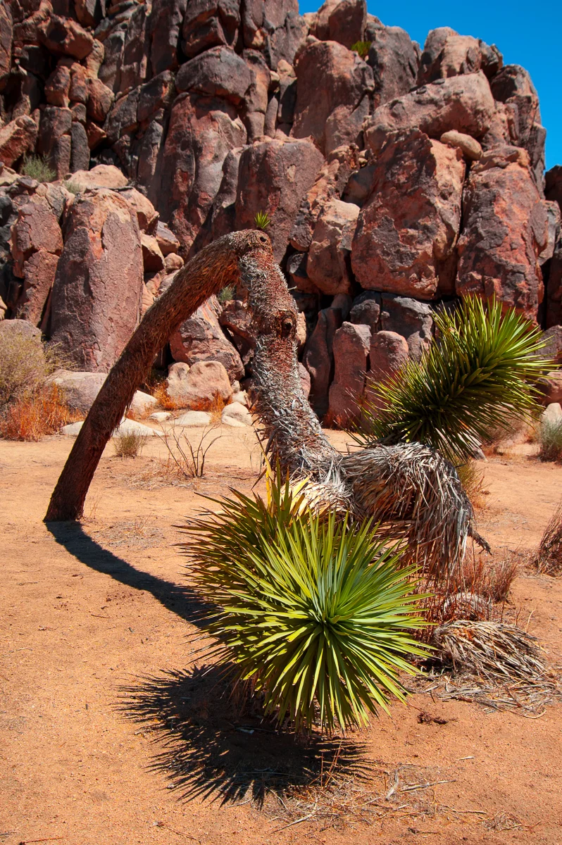 Mojabe Desert