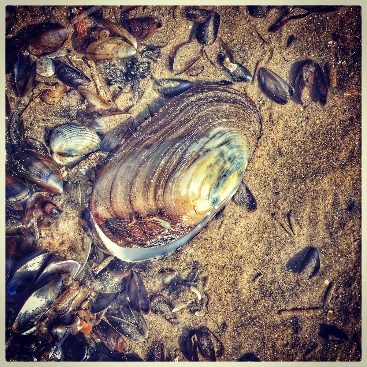  Mussel ~ Dymchurch Beach 