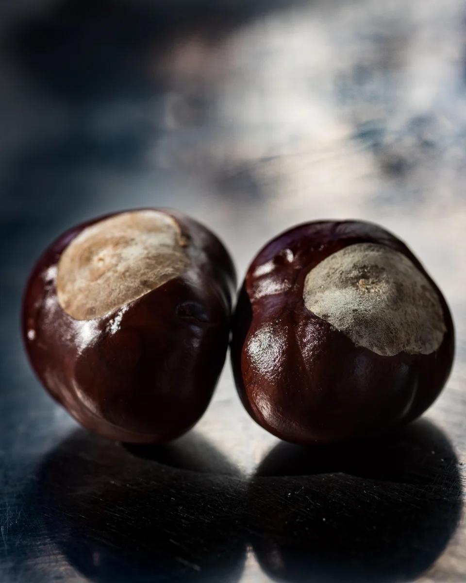  Conkers ~ Fuente 