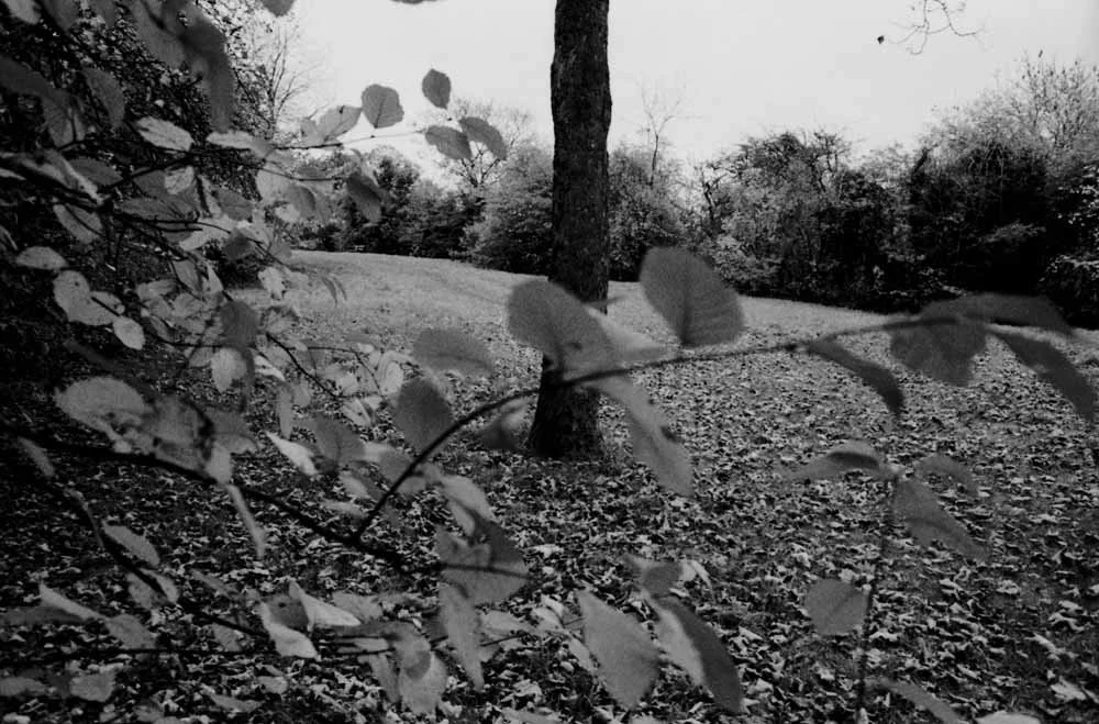 Maryon Park London 2 (Triptychon)