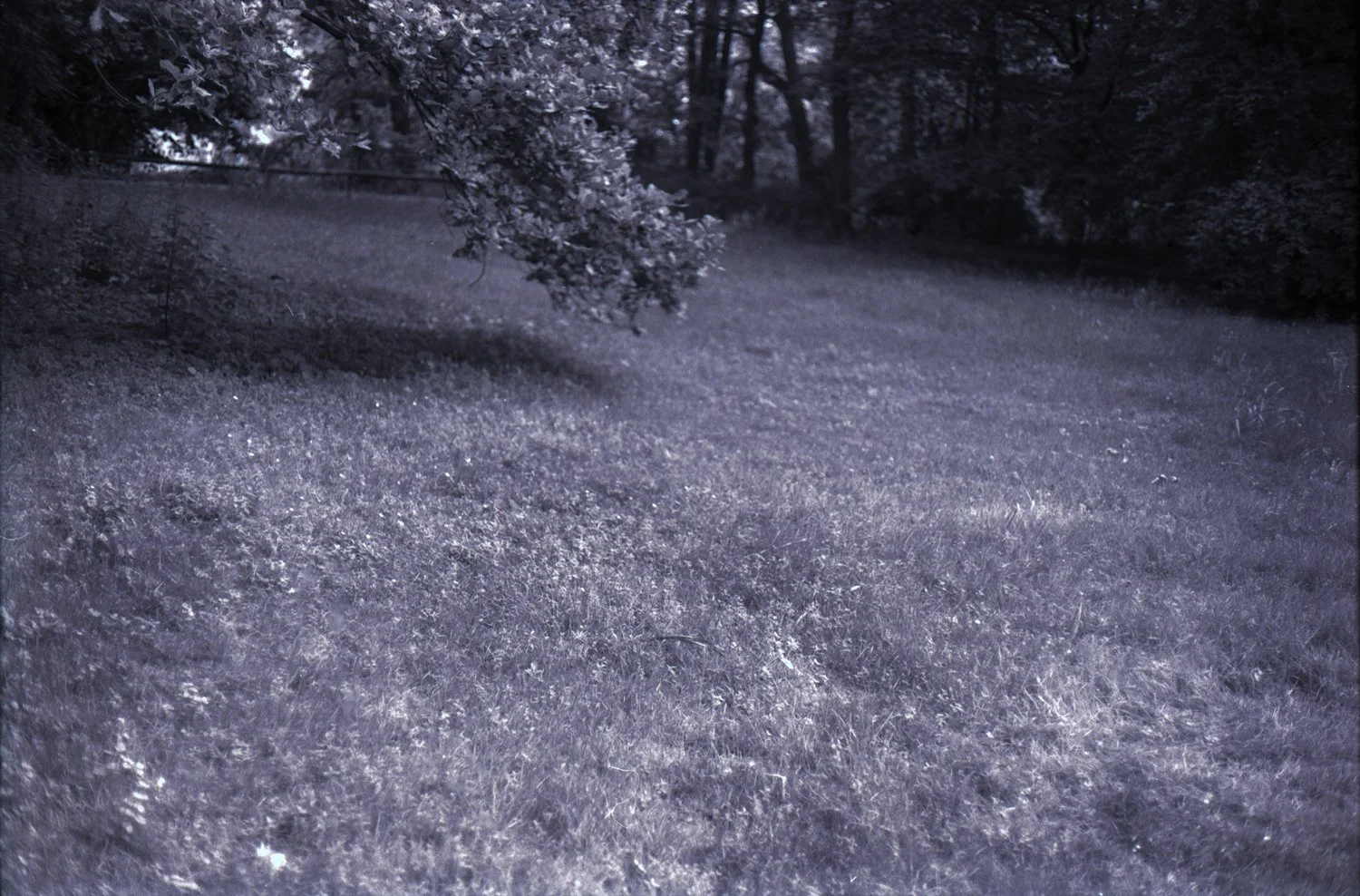 dance (in the park)