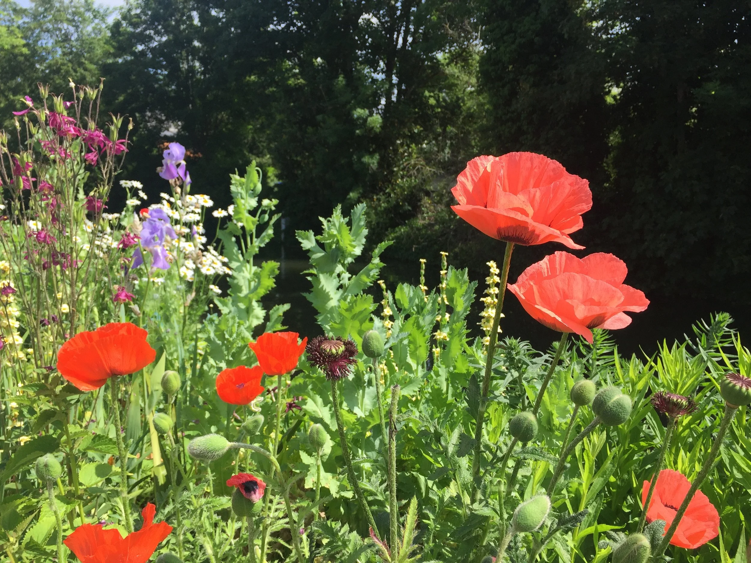 Yin Yoga for the Summer Season