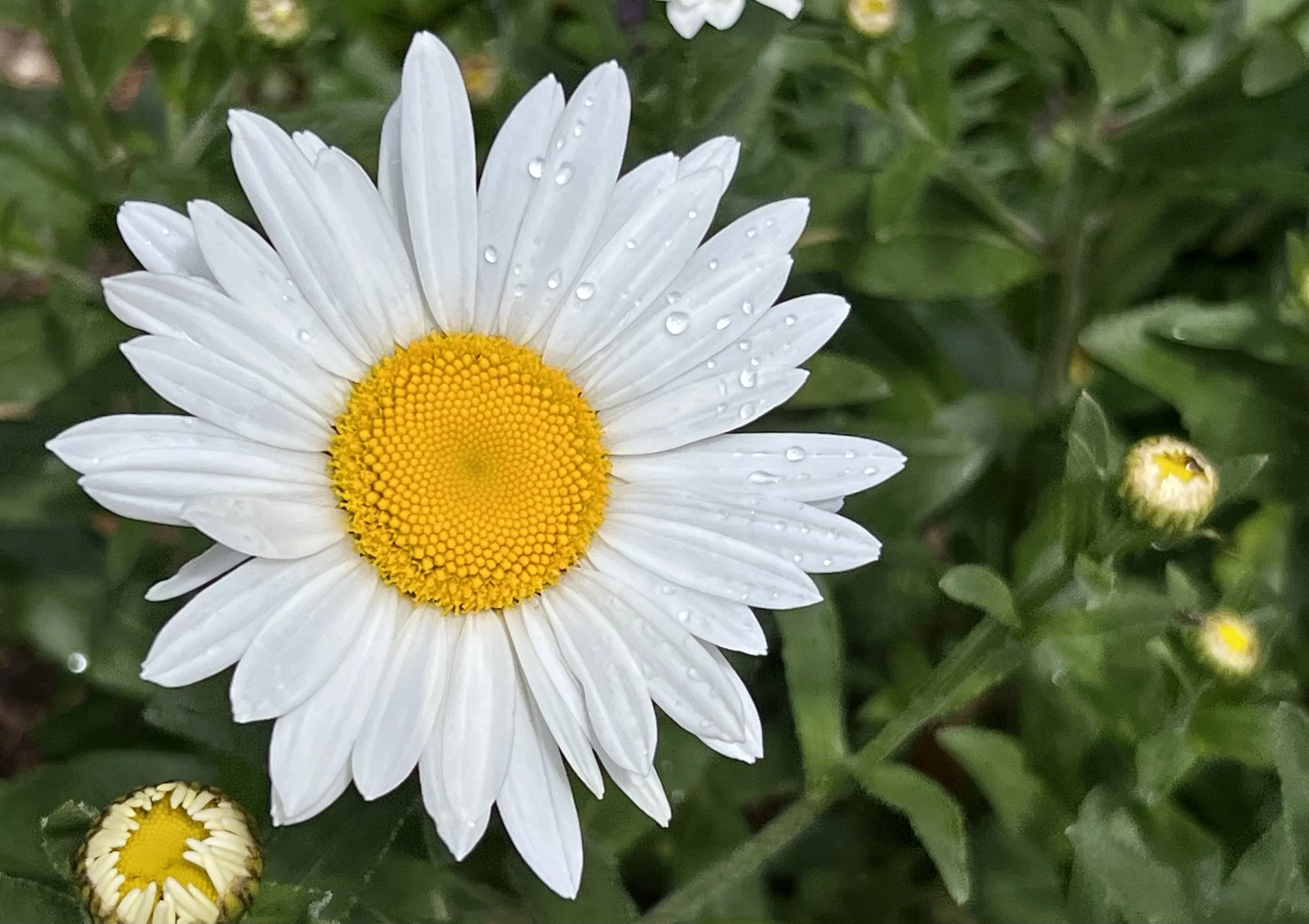 Summer Solstice themed guided meditation